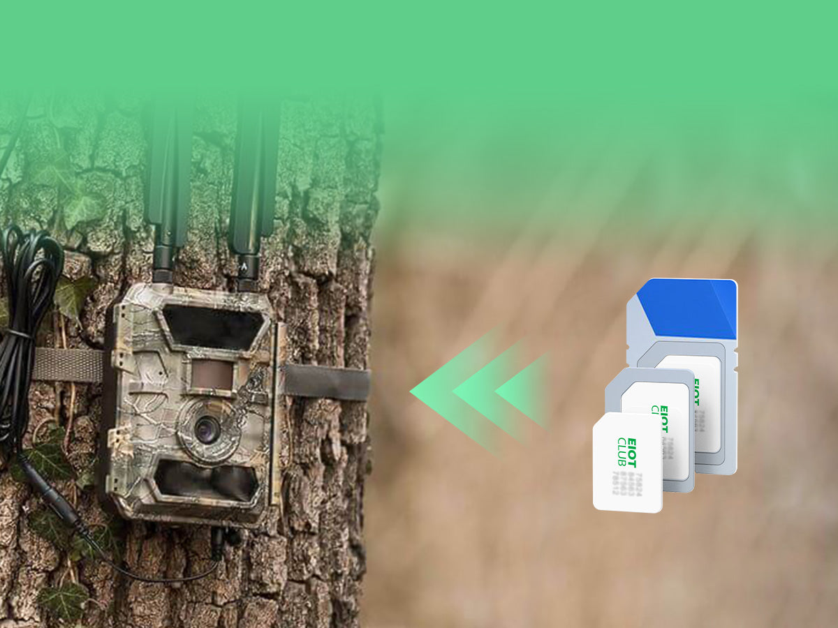 A cellular trail camera strapped to a tree, connecting to an EIOT CLUB SIM card.